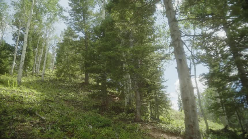 A hill with green grass and some trees with light colored trunks