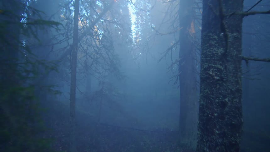 Moving through a foggy forest with a stream down the hill