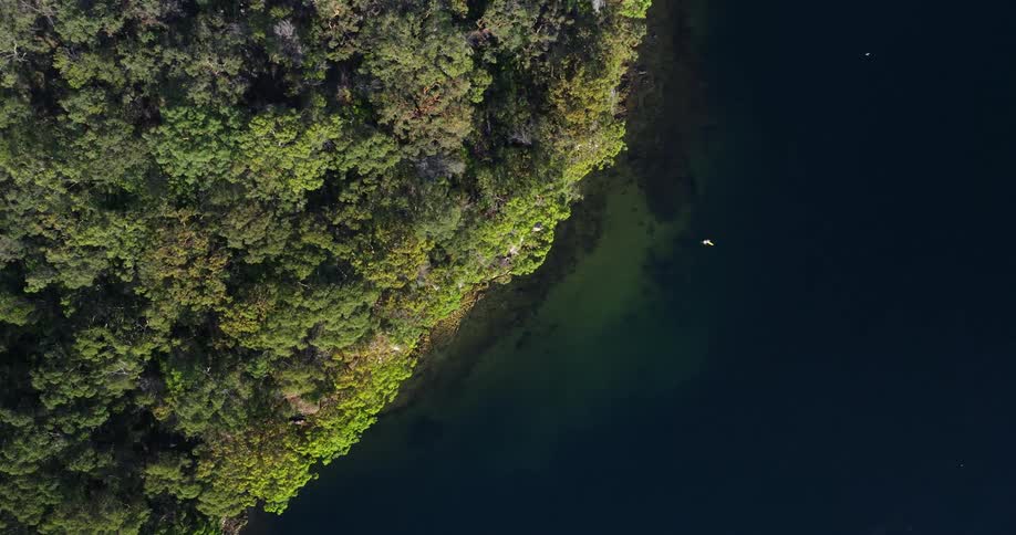Aerial panorama of a forest by the sea