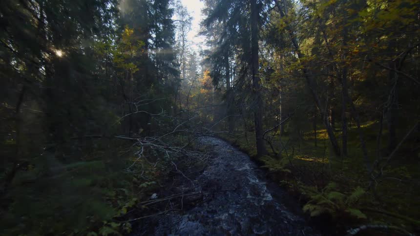 Sunlight streams through a forest illuminating a winding river