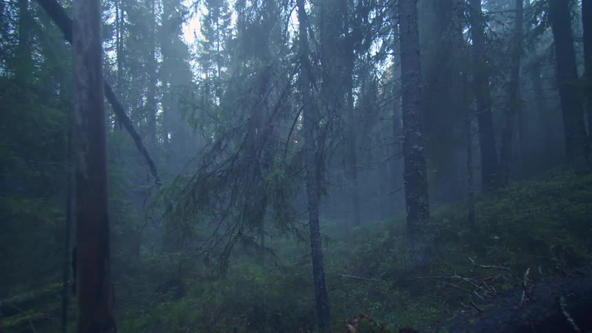 A dense forest shrouded in mist