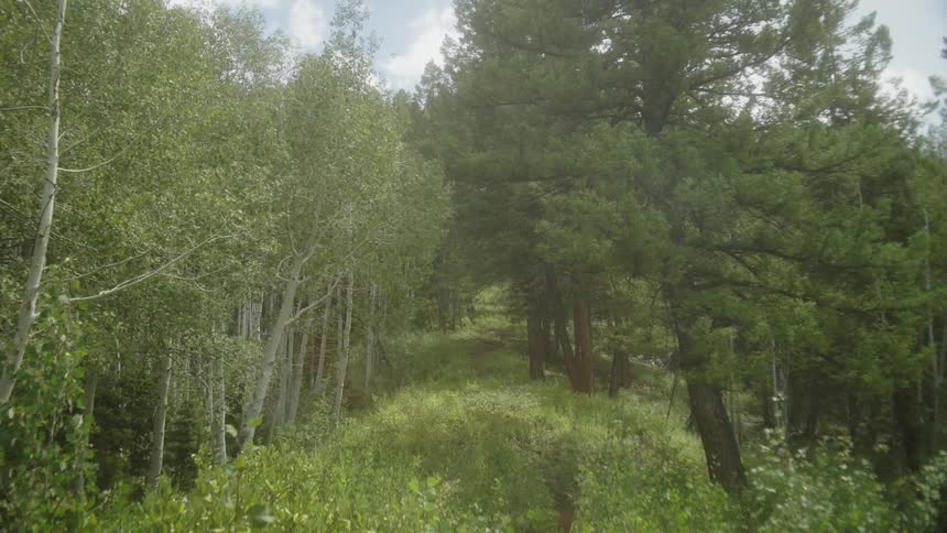 A dirt path winds through a mixed forest of tall pine trees and shorter leafy trees with sunlight filtering through the branches