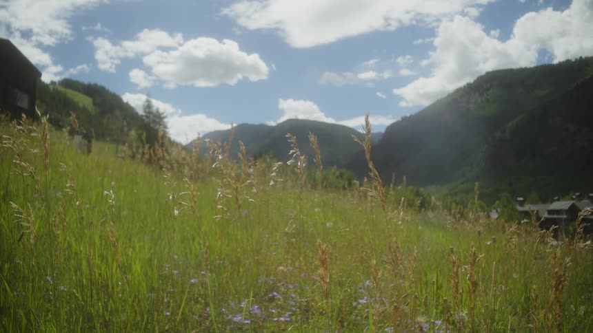 A field of tall grasses and wildflowers stretches across a valley with mountains in the distance under a bright blue sky with fluffy clouds