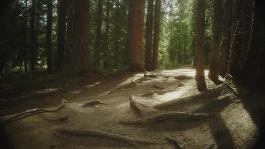 Sunlight filtering through a dense forest creating a dappled pattern on the forest floor