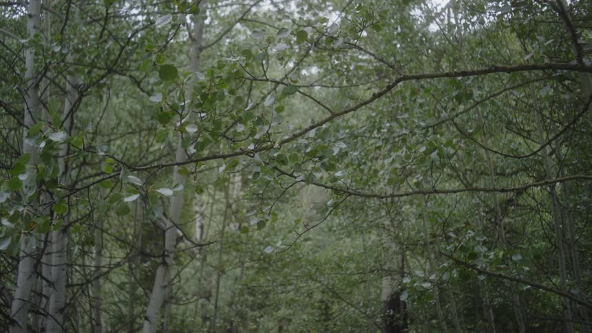 Its like youre standing in the middle of a bunch of aspen trees their white trunks and green leaves filling the view