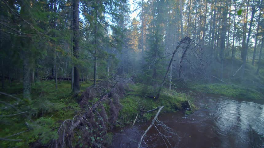A winding stream flowing through a dark and mysterious forest shrouded in mist