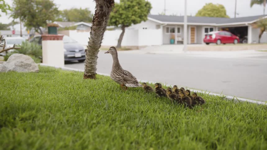 A duck is leading a bunch of through the lawn