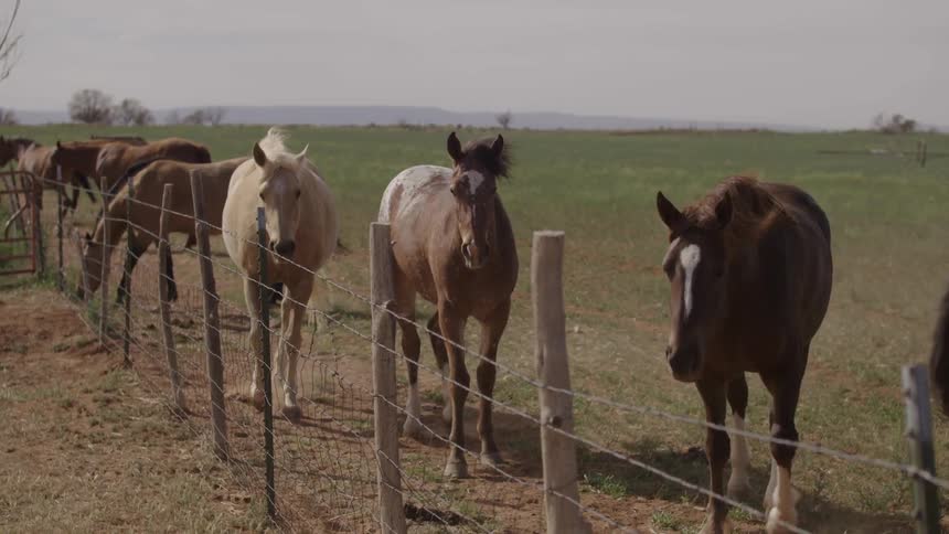 Horses walk in a pasture