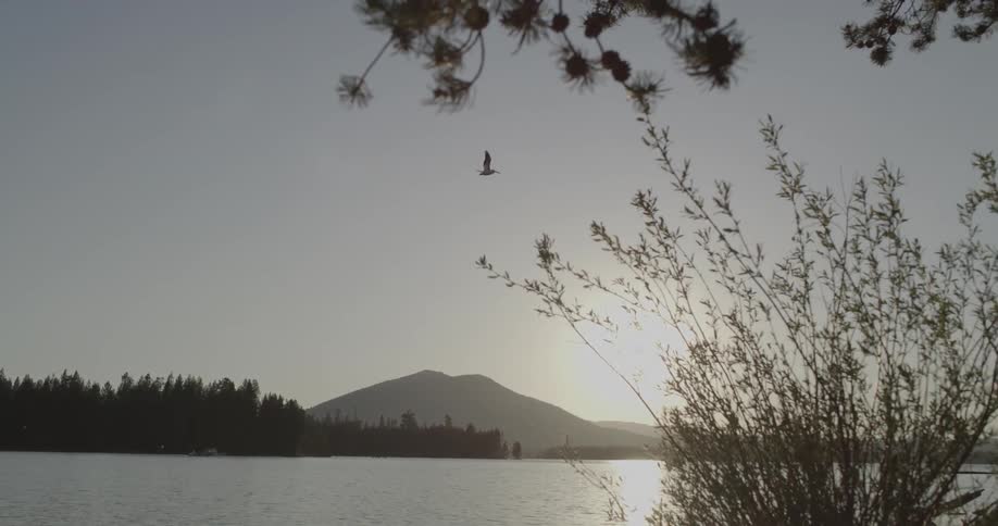 A bird flies above a lake