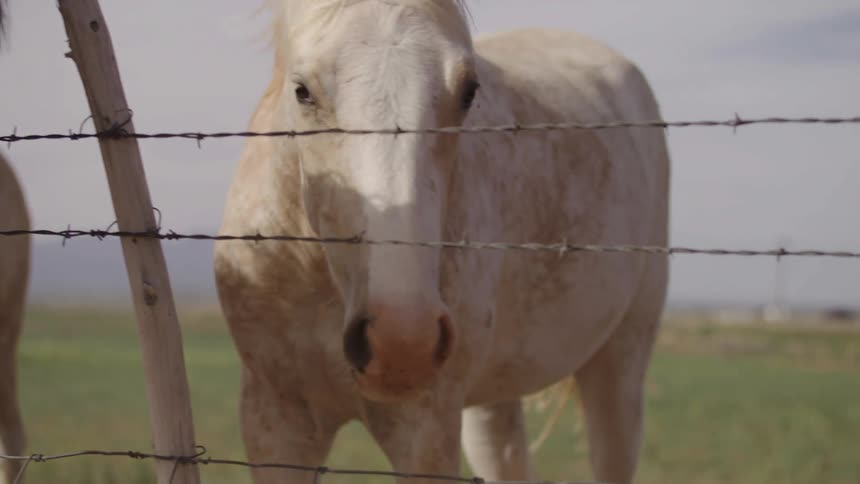 A brown horse and a white horse stand next to a barbed-wire fence