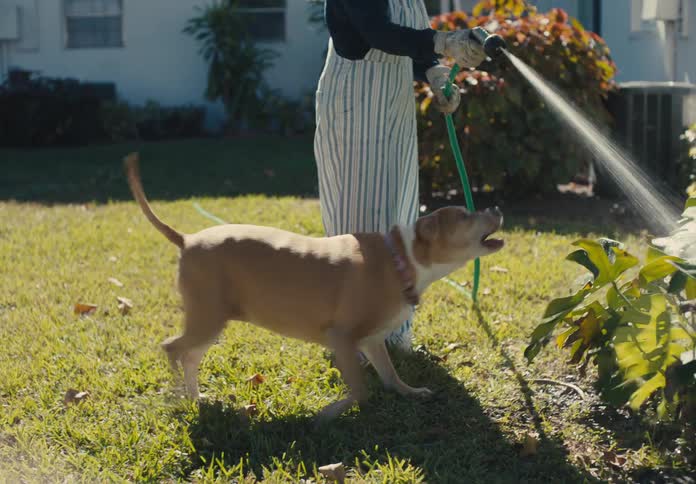 While a woman is watering her plants her dog takes a drink of water