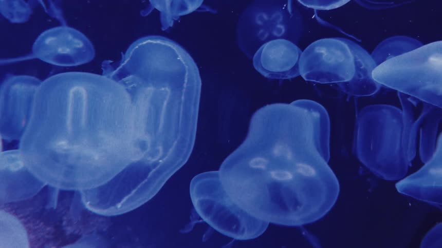 Several jellyfish float in the ocean