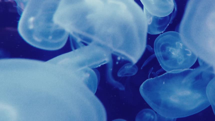 Group of translucent jellyfish floating in an aquatic environment