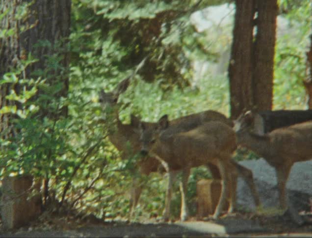 Antelopes eating leaves on the side of the road
