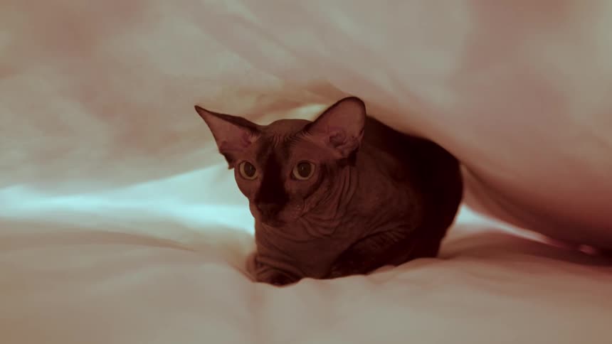 Cat hidden in a sheet
