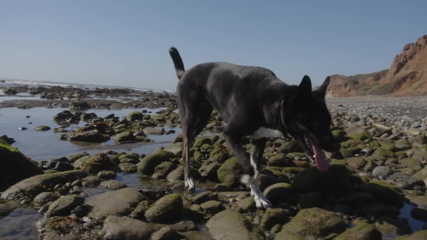 Black and white dog walking among the rocks on the beach