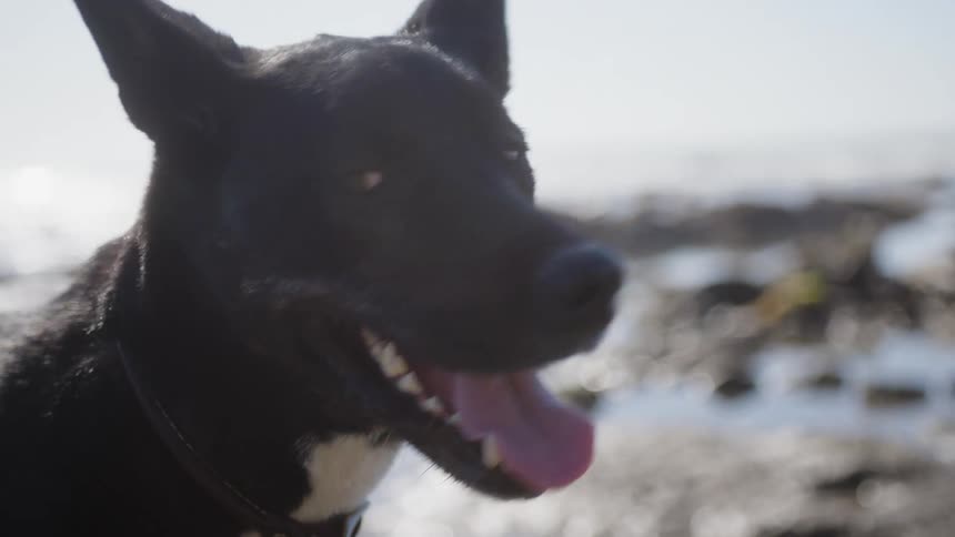 A dog is panting on the beach