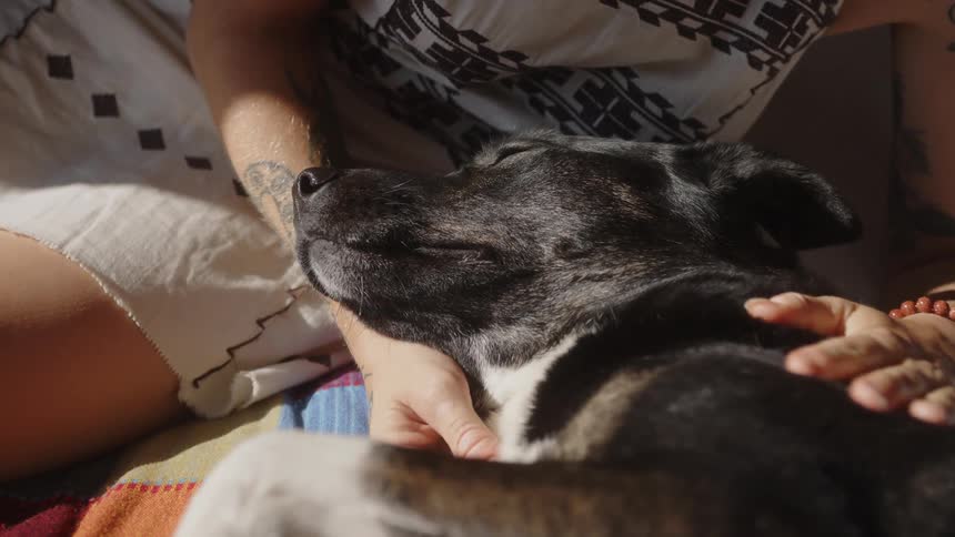 Dog lying down and a persons arms caressing it