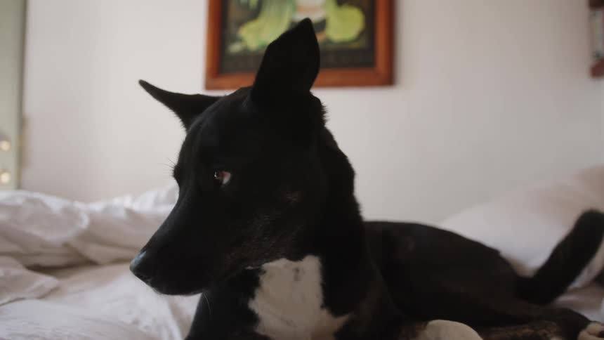 Dog yawning on the bed