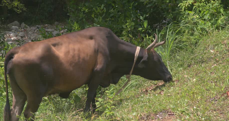 A cow is grazing on some grass during the day