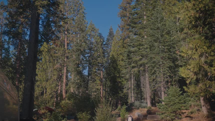 Cemetery outside of a forest of tall pine trees under a clear blue sky