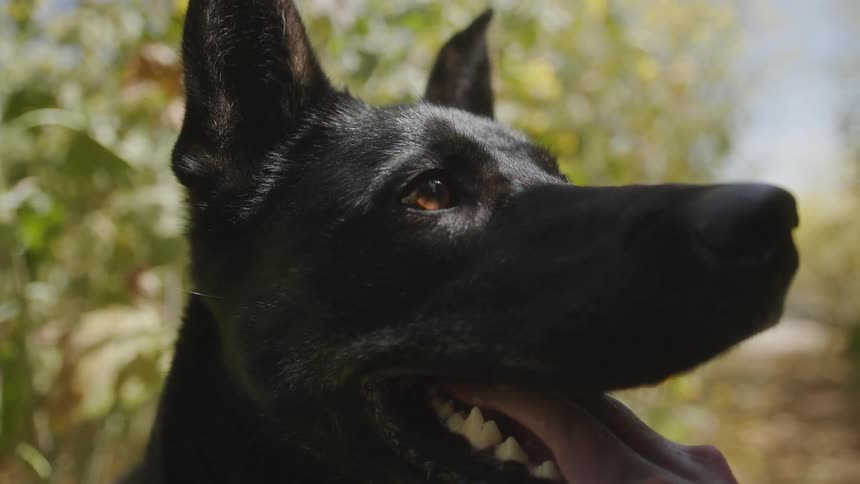 A closeup of a black dog with its mouth open and tongue out
