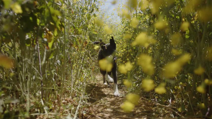 Blackhaired dog running along a trail surrounded by green and yellow leaves and flowers