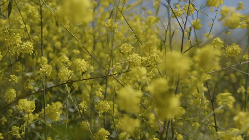 Close up of yellow flowers outdoors