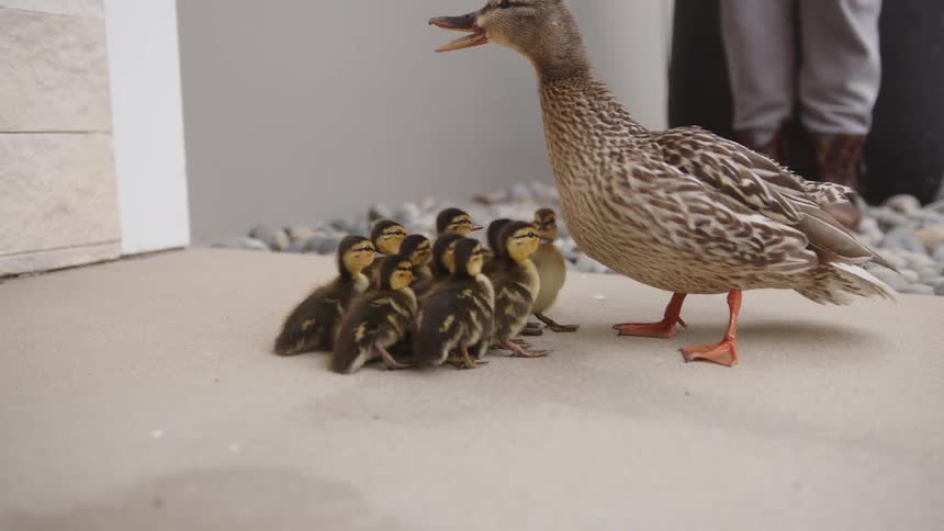 A duck is standing on a concrete surface with several ducklings huddled closely underneath it while a person in the background is partially visible
