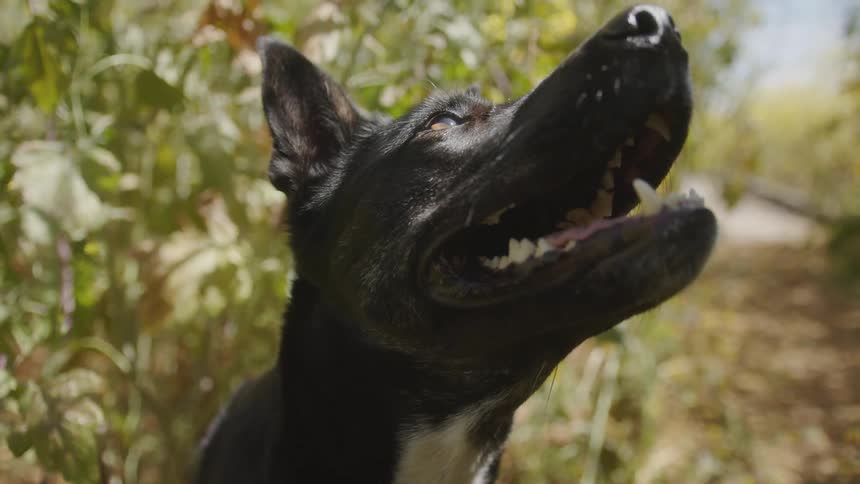 Black haired dog in an open space surrounded by trees