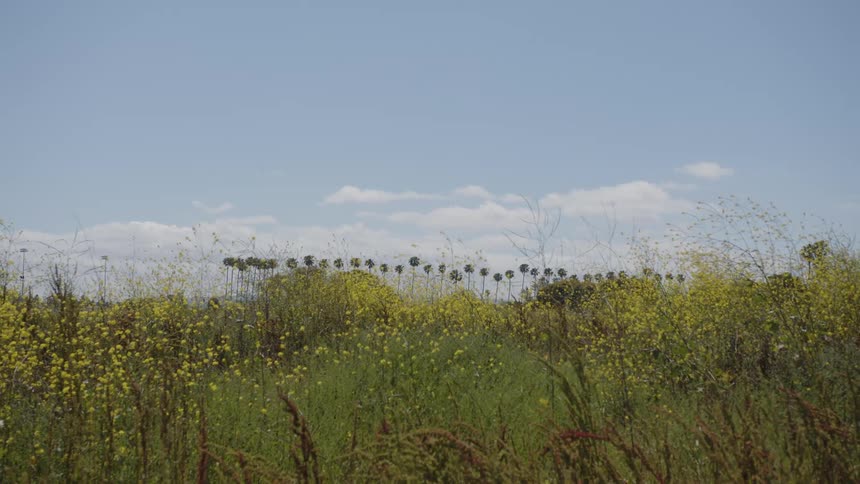 Green field with yellow flowers