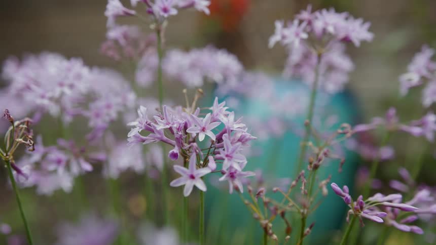Delicate purple flowers bloom in a cluster adding a touch of color to the garden