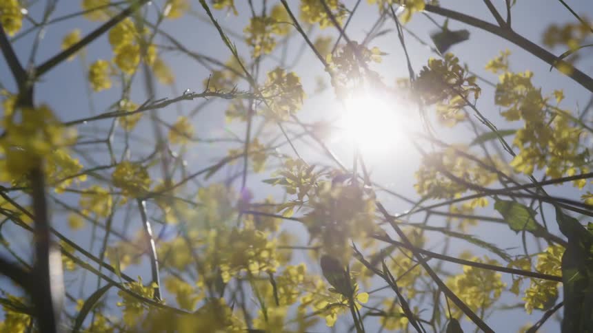 Upward view of yellow flowers with branches against the sun