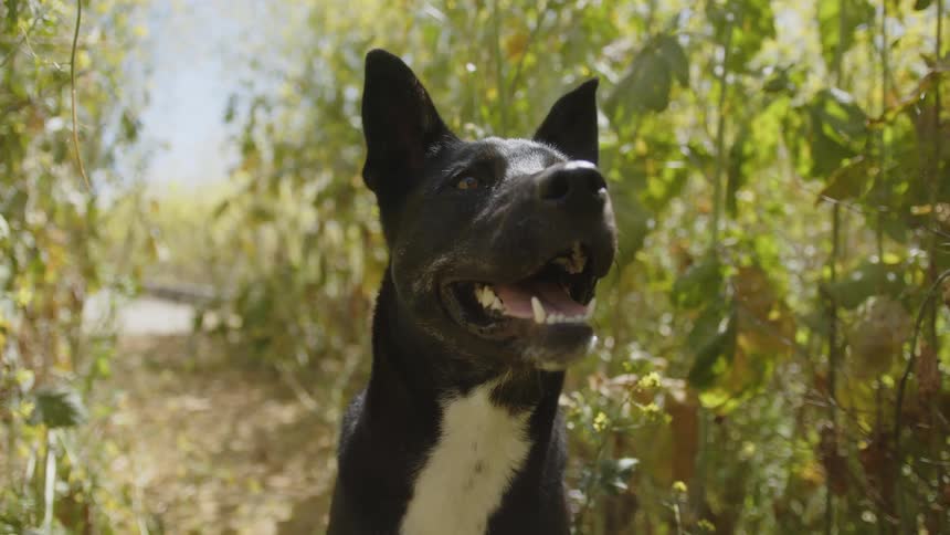 A dog is looking around on the farm