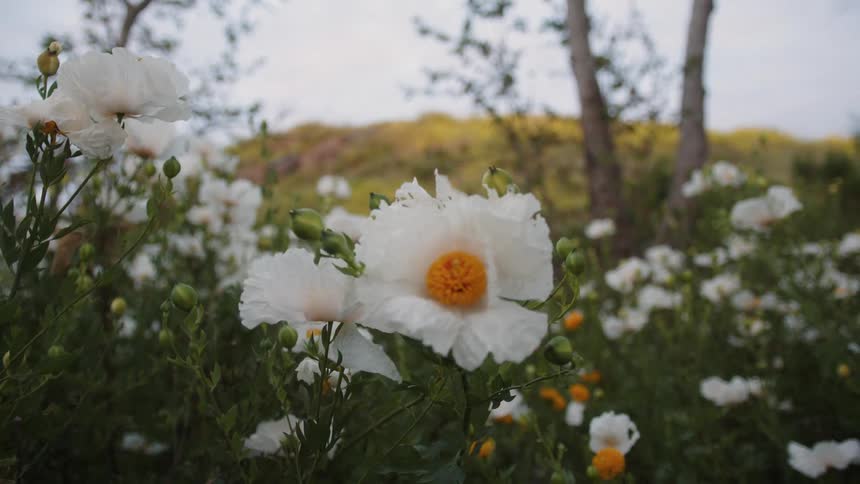 Green field with white flowers