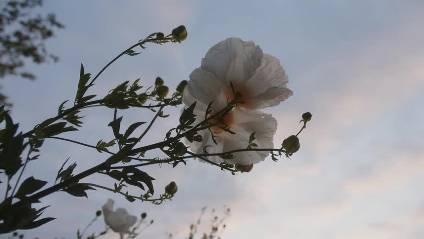 Flowers in a field moving in the breeze under a cloudy sky
