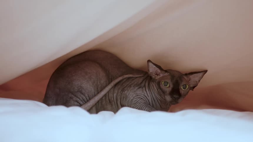Cat hidden inside a sheet