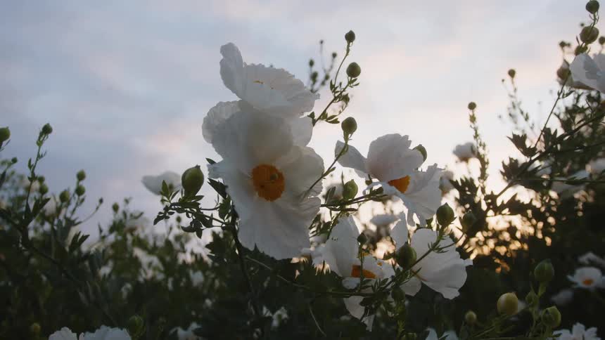 The wind is blowing around the white flowers