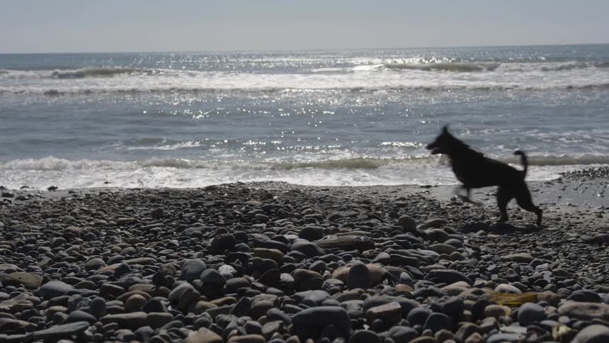A dog runs along a rocky beach with the ocean waves crashing in the background
