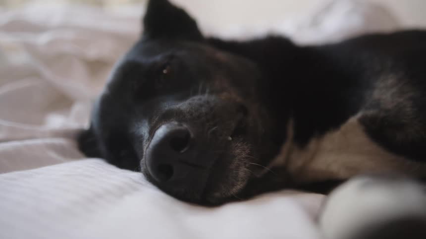 Black haired dog lying on the blanket sleeping