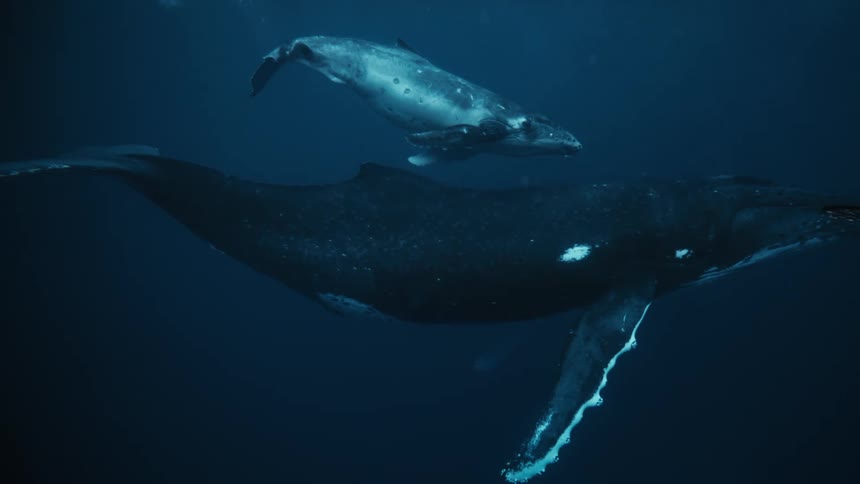 The whales glide in the dark water