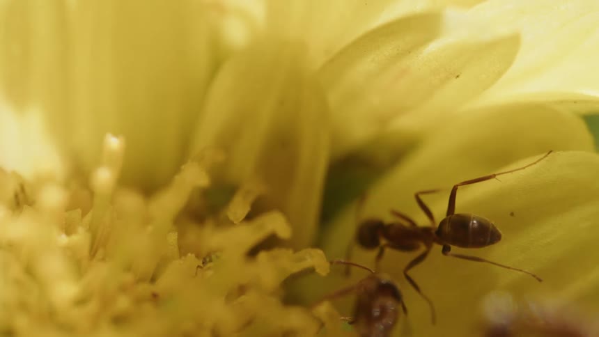 Ants crawl over the yellow flower