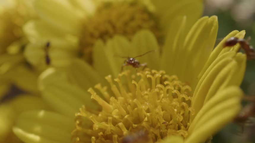 Ants crawling on bright yellow flowers