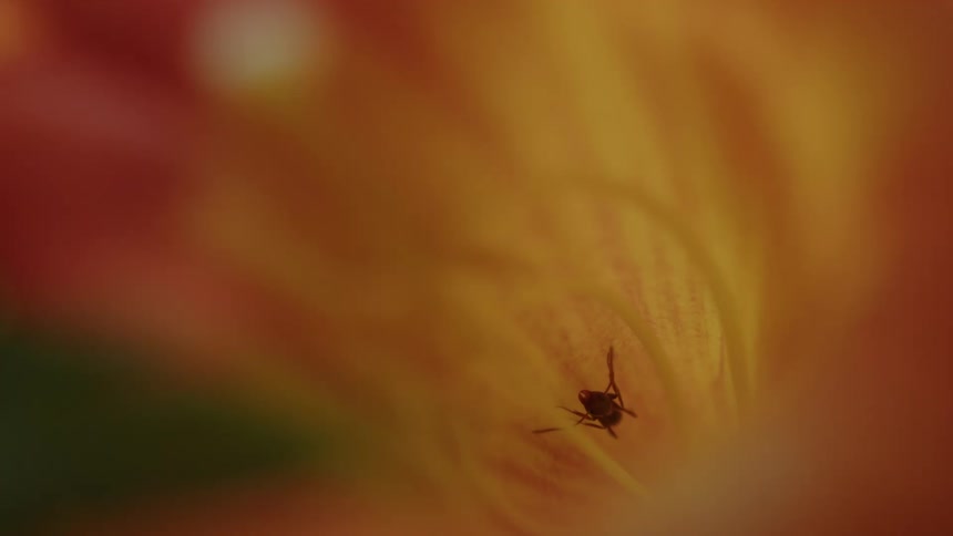 A single ant is standing on the flower