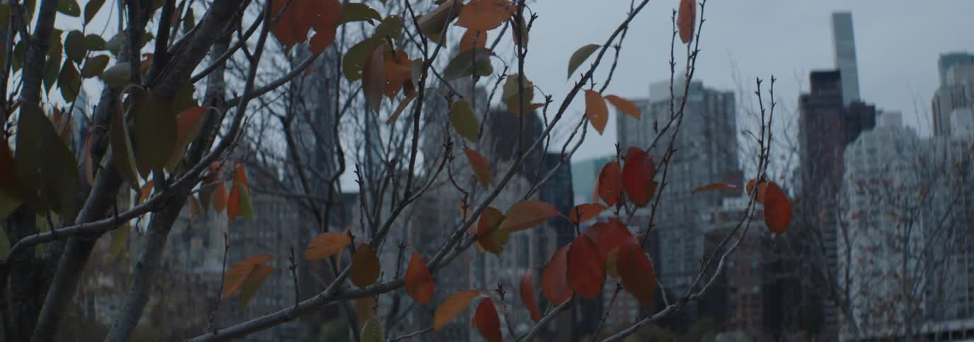 Tree in the foreground and buildings of a metropolis in the background