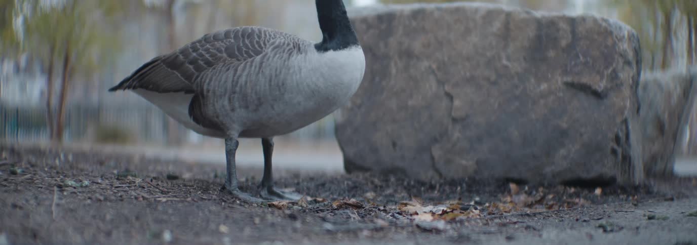 A canada goose foraging for food on the ground near a large stone