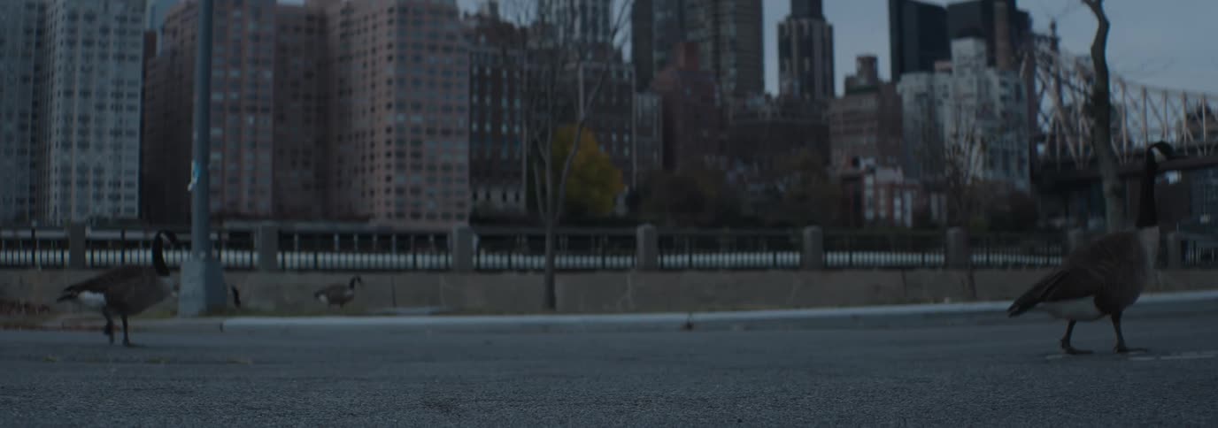 Birds walking on a paved street with skyscrapers of a metropolis in the background