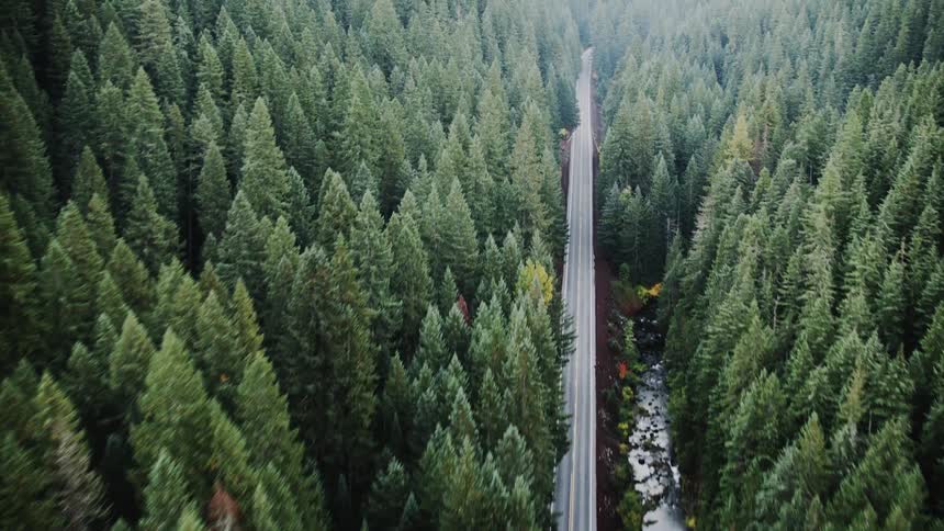Aerial view of a winding road snaking through a dense forest of tall green trees