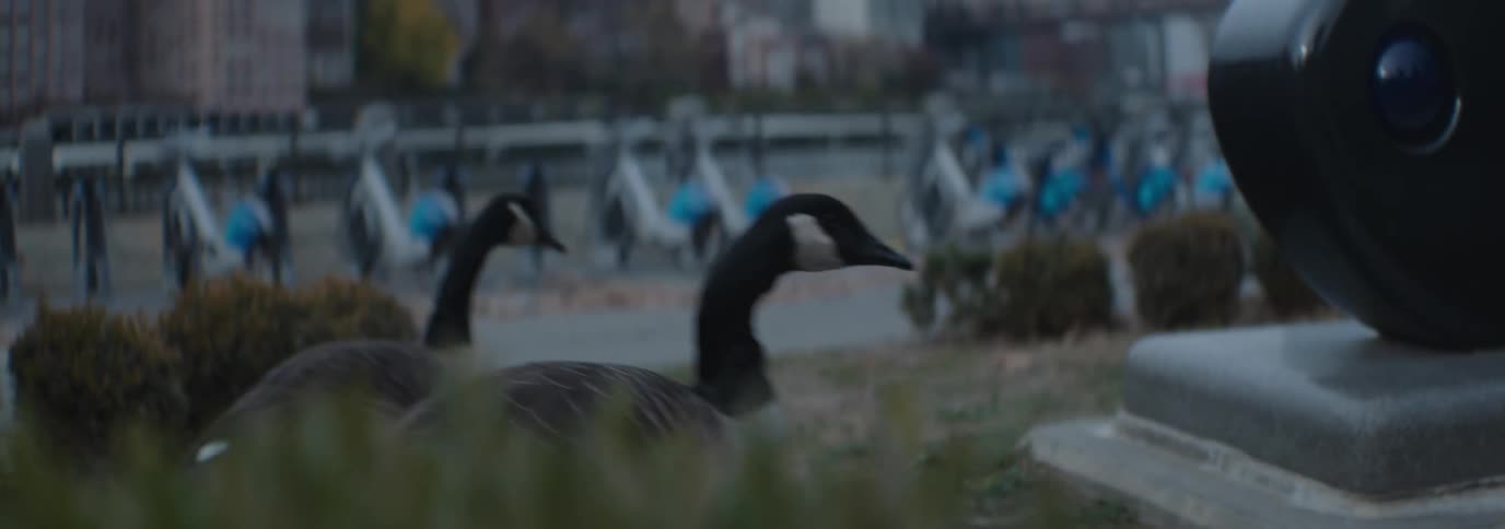 Two birds walking in a public space in the city