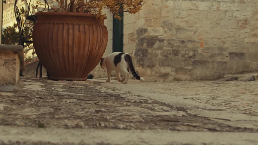 A tabby cat walking along a cobblestone street in a historic town with a large terracotta pot visible in the foreground